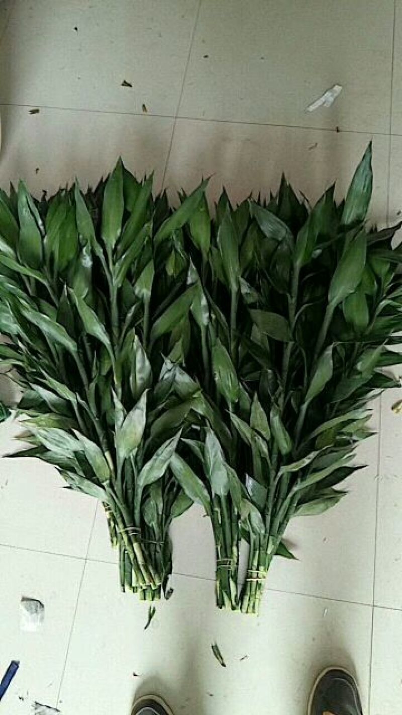 富贵竹2cm以下