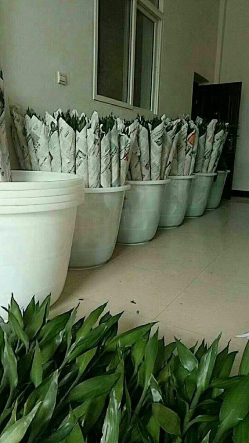 富贵竹2cm以下