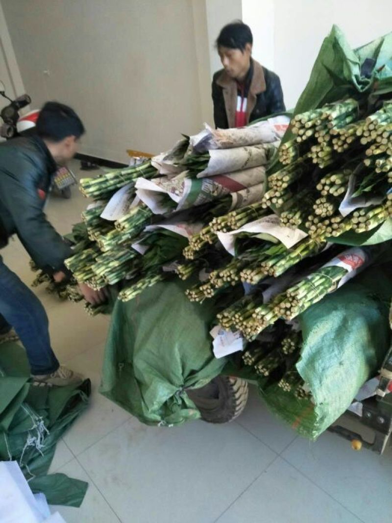 富贵竹2cm以下