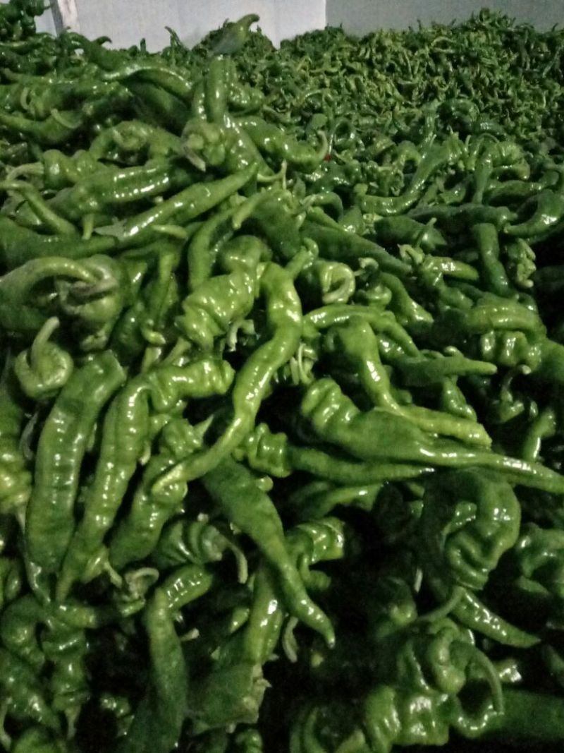 万亩皱皮辣椒基地，大皱皮，货源紧张，量大从优，可视频看货