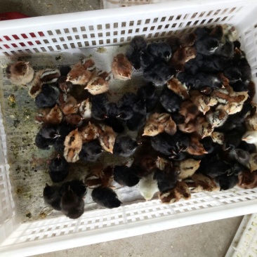 土鸡苗出壳苗35~45克通货