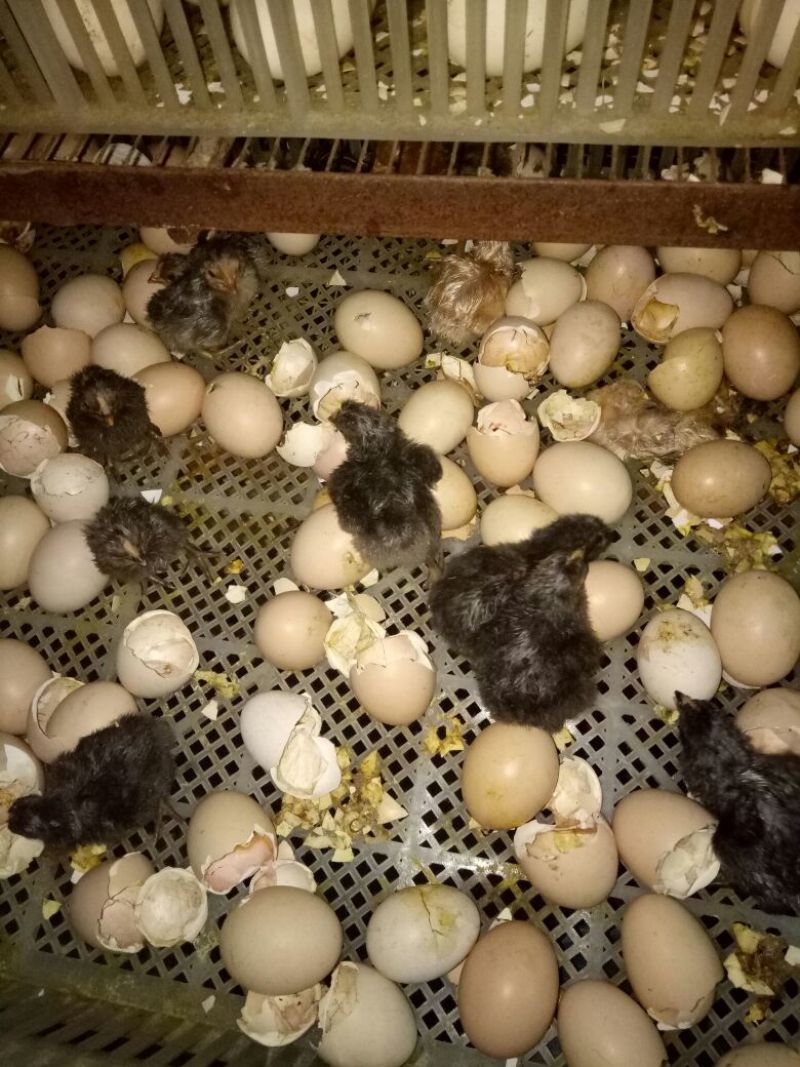 土鸡苗出壳苗35~45克通货