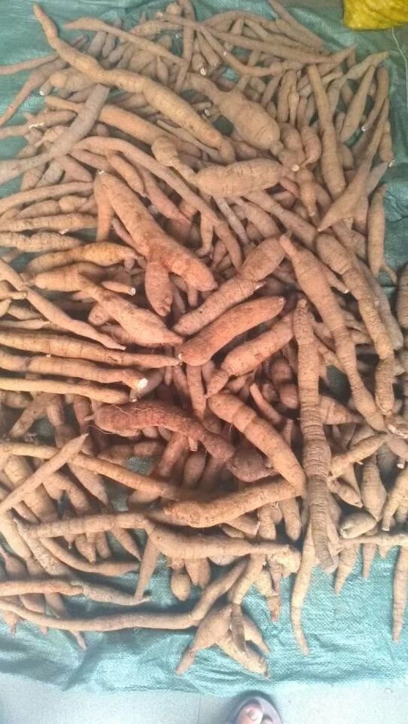 野生牛大力