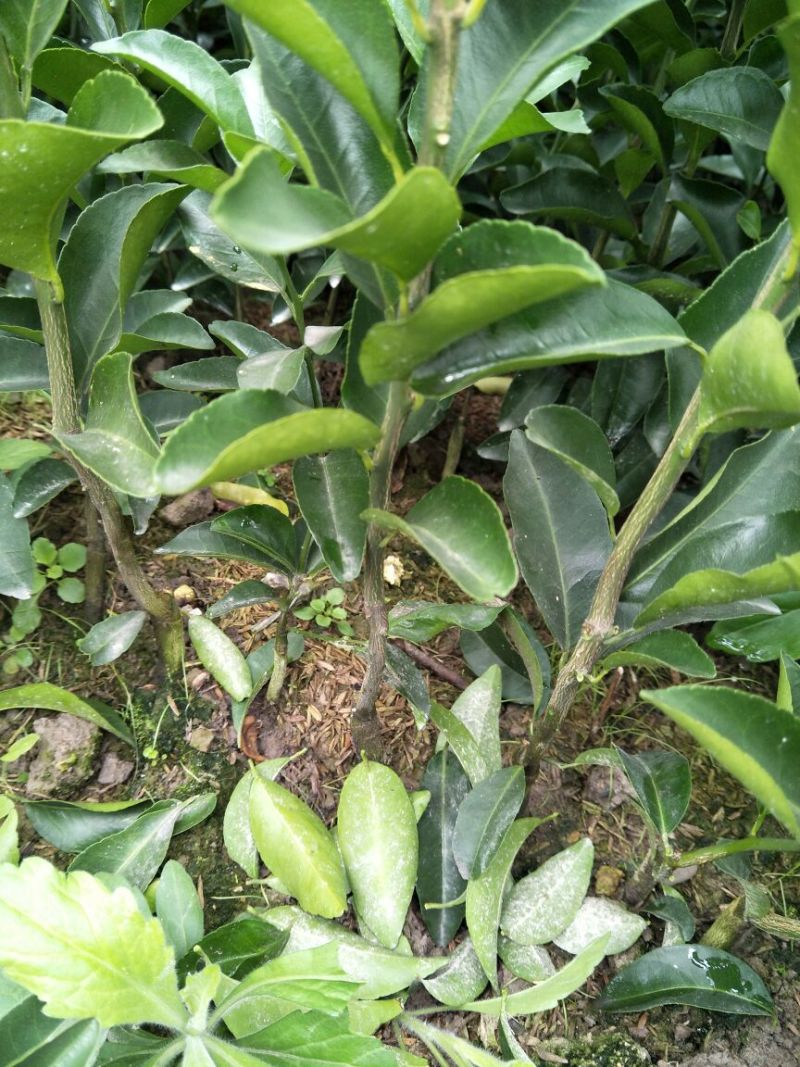 沙糖桔苗30~50cm