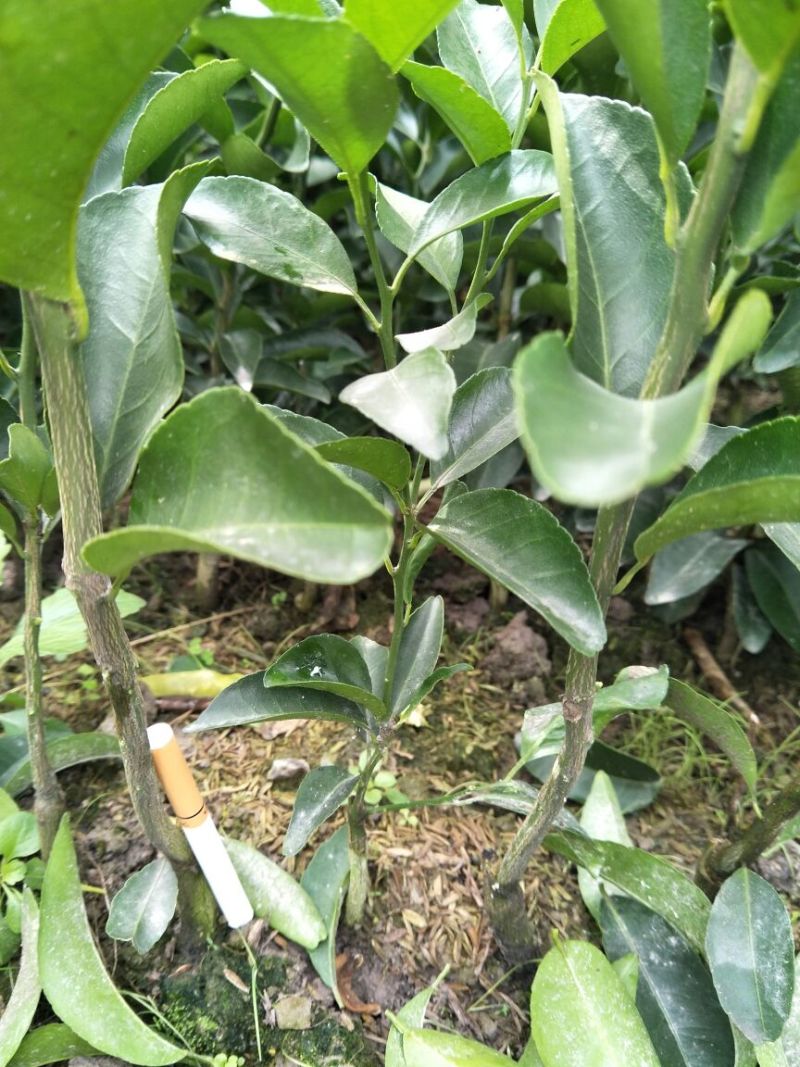 沙糖桔苗30~50cm