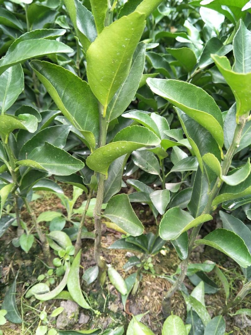 沙糖桔苗30~50cm