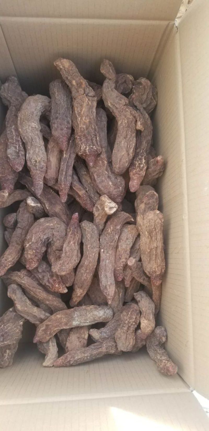 锁阳秋季完整锁阳阿拉善荒漠锁阳一斤包邮泡酒泡茶料