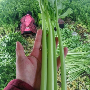 西芹，大棚芹菜，叶青茎亮，中小棵菜，产区现货保证质量合格