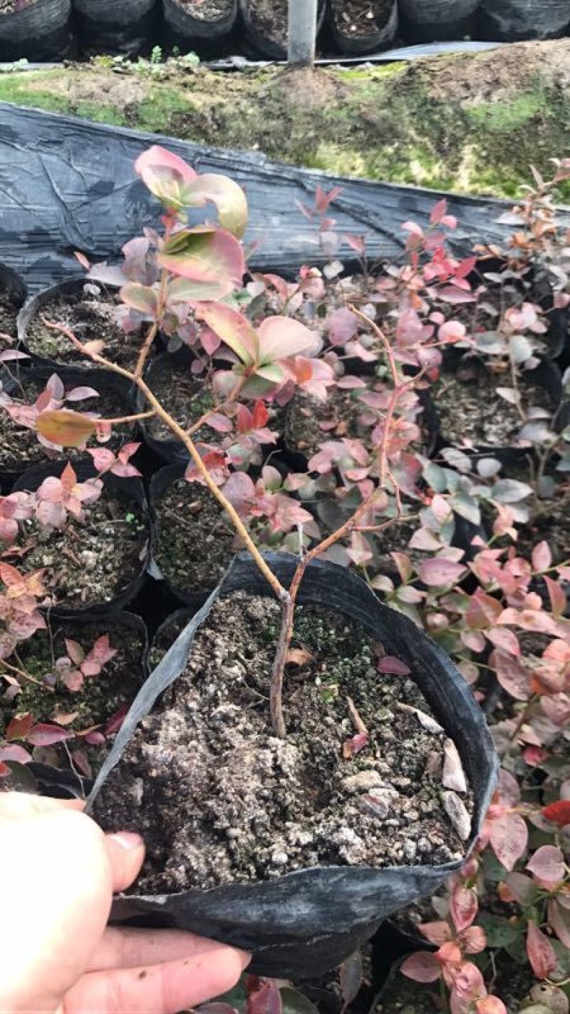 苗圃现挖蓝莓苗兔眼薄雾品种包纯免费指导种植技术