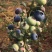 苗圃现挖蓝莓苗兔眼薄雾品种包纯免费指导种植技术
