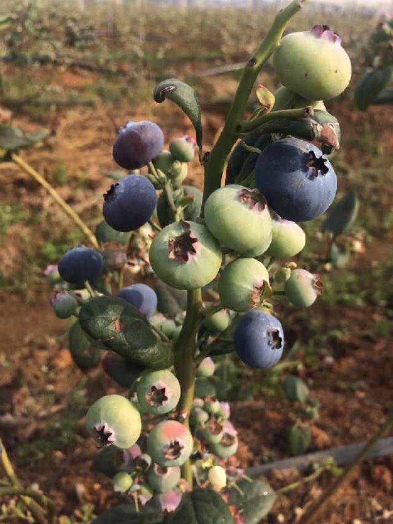 苗圃现挖蓝莓苗兔眼薄雾品种包纯免费指导种植技术