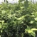 苗圃现挖蓝莓苗兔眼薄雾品种包纯免费指导种植技术