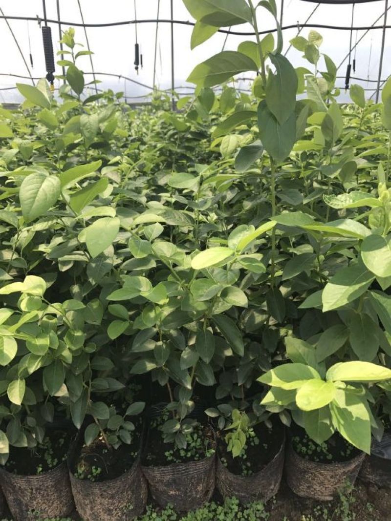 苗圃现挖蓝莓苗兔眼薄雾品种包纯免费指导种植技术