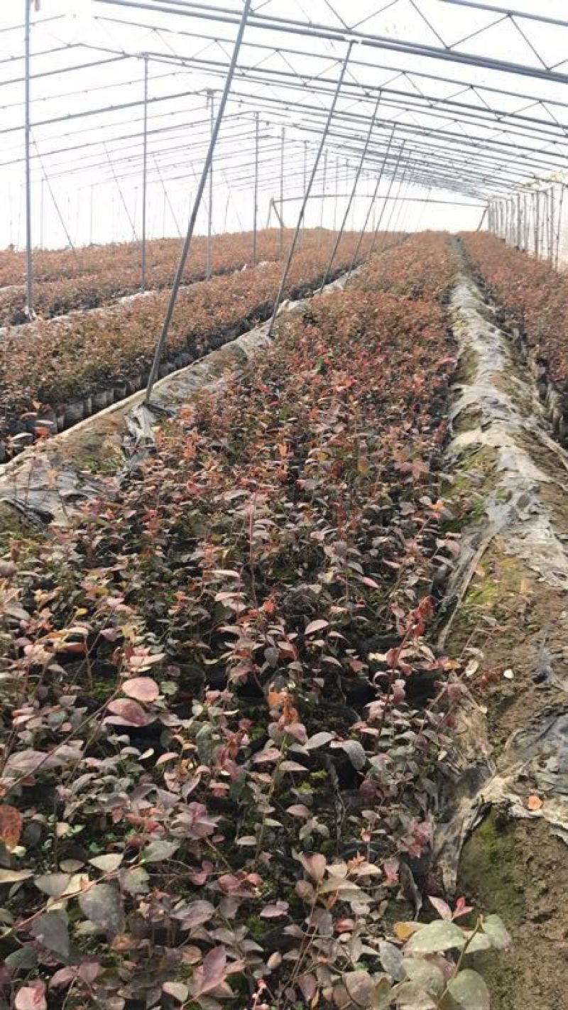 苗圃现挖蓝莓苗兔眼薄雾品种包纯免费指导种植技术