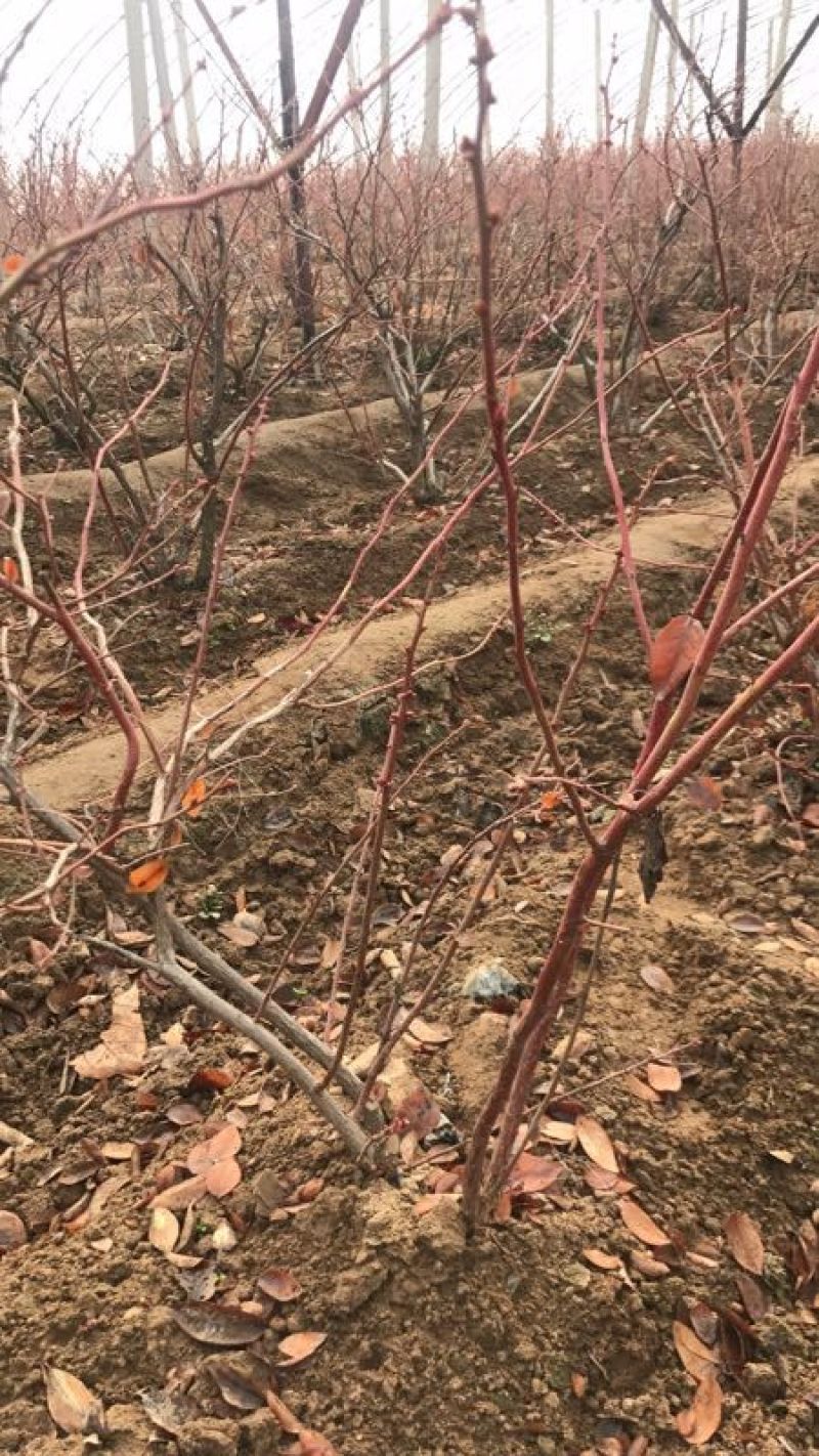 苗圃现挖蓝莓苗兔眼薄雾品种包纯免费指导种植技术