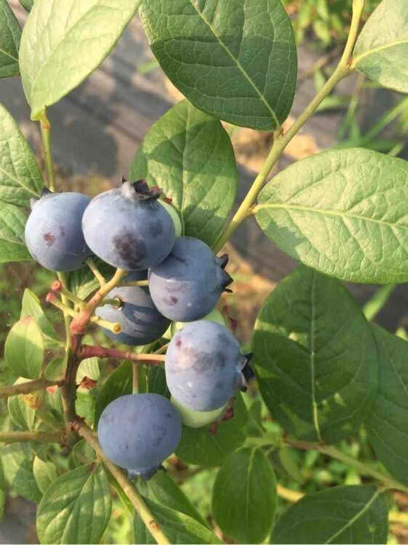 苗圃现挖蓝莓苗兔眼薄雾品种包纯免费指导种植技术