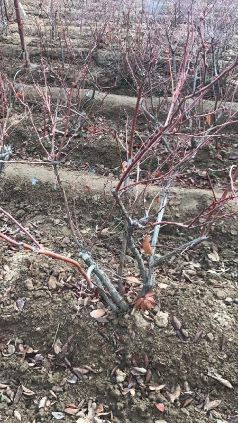 苗圃现挖蓝莓苗兔眼薄雾品种包纯免费指导种植技术