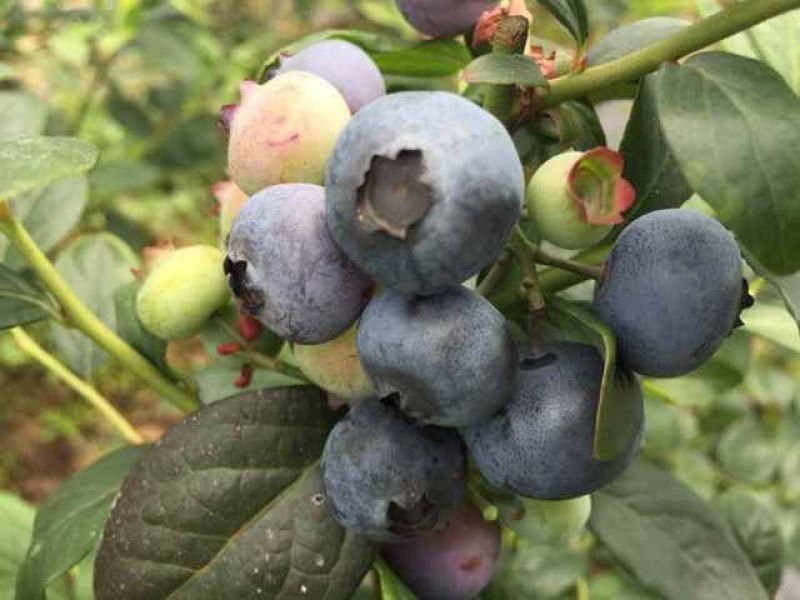 苗圃现挖蓝莓苗兔眼薄雾品种包纯免费指导种植技术