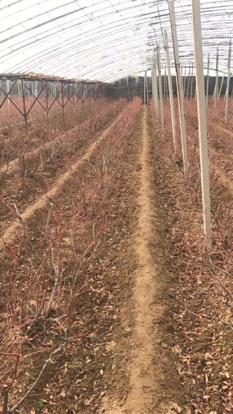 苗圃现挖蓝莓苗兔眼薄雾品种包纯免费指导种植技术