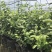 苗圃现挖蓝莓苗兔眼薄雾品种包纯免费指导种植技术