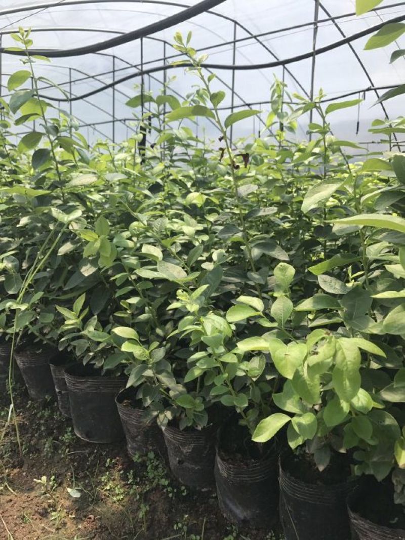 苗圃现挖蓝莓苗兔眼薄雾品种包纯免费指导种植技术