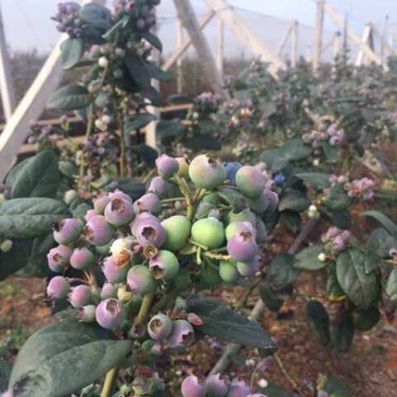 苗圃现挖蓝莓苗兔眼薄雾品种包纯免费指导种植技术