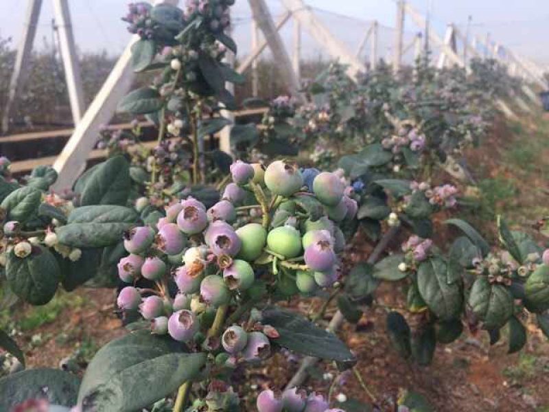 苗圃现挖蓝莓苗兔眼薄雾品种包纯免费指导种植技术