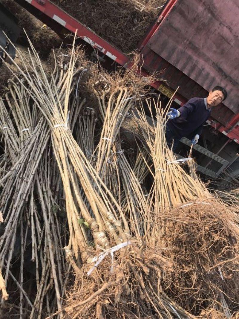 山东矮化樱桃苗齐早福晨美早布鲁克斯萨米脱现挖现发