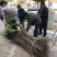 山东矮化樱桃苗齐早福晨美早布鲁克斯萨米脱现挖现发