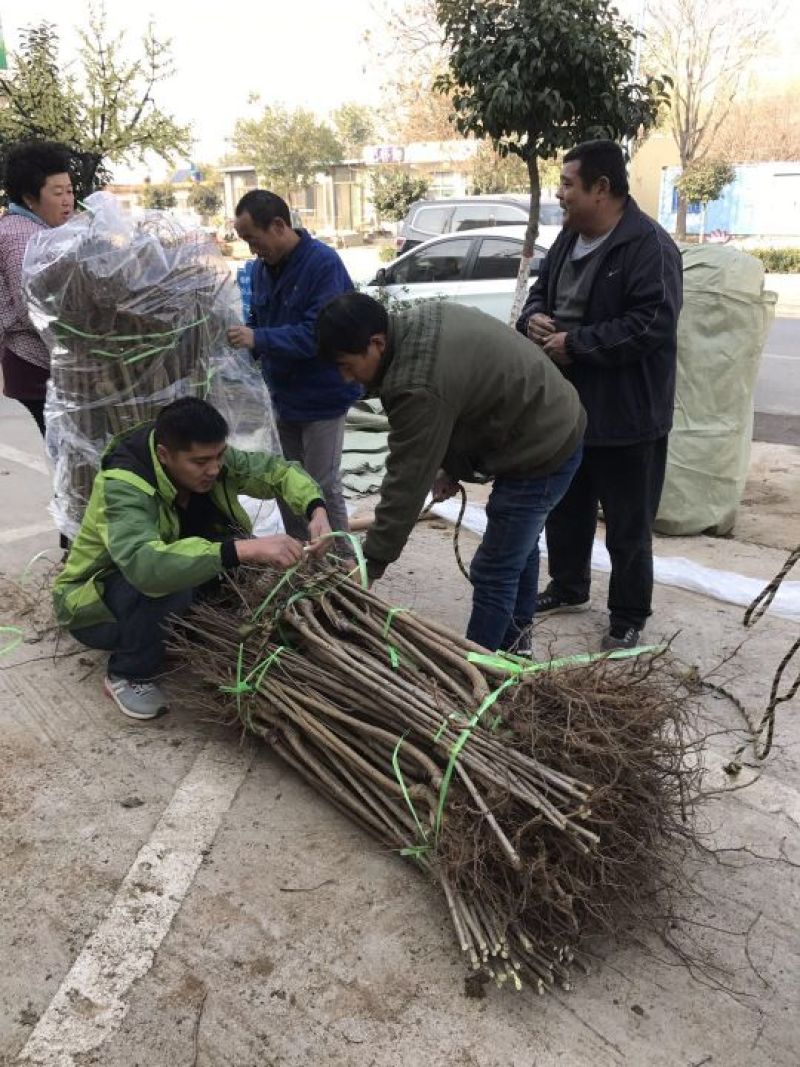 山东矮化樱桃苗齐早福晨美早布鲁克斯萨米脱现挖现发