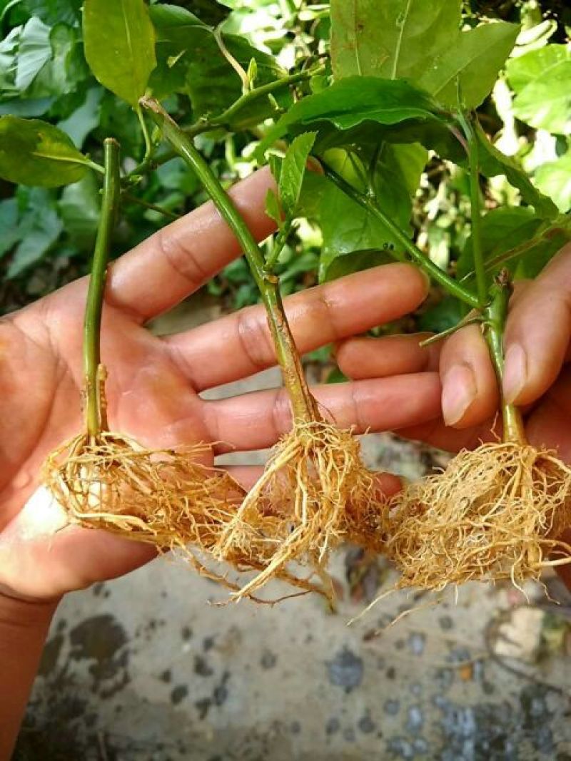 紫香1号百香果苗10~20cm