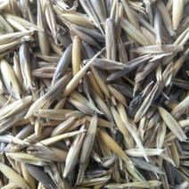 供应国产皮燕麦燕麦草种子白燕麦黑燕麦