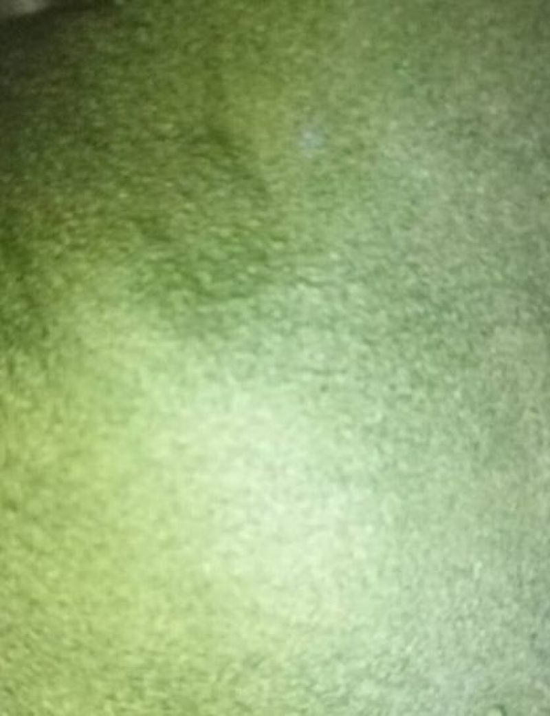 豆腐树2m以上