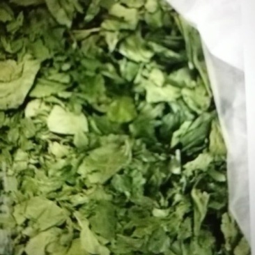 豆腐树2m以上