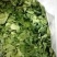 豆腐树2m以上