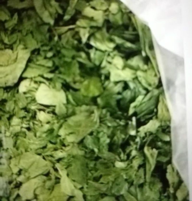豆腐树2m以上