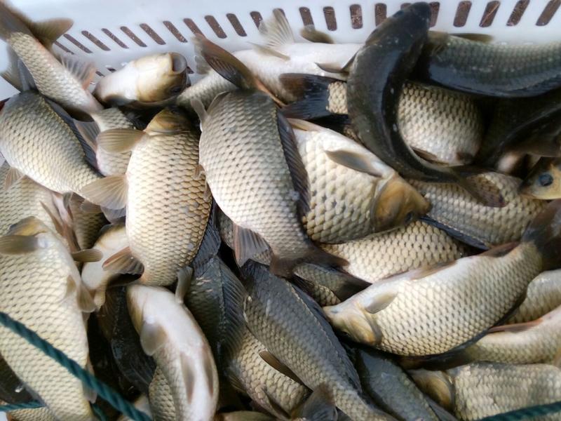 鲫鱼养殖厂批发出售成鱼和鱼苗