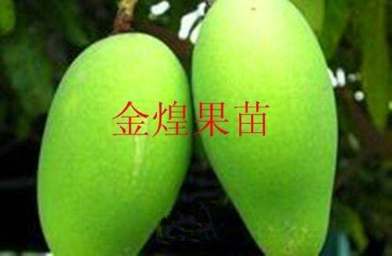 芒果树苗金煌芒果苗桂七芒果嫁接苗贵妃台农芒果树苗