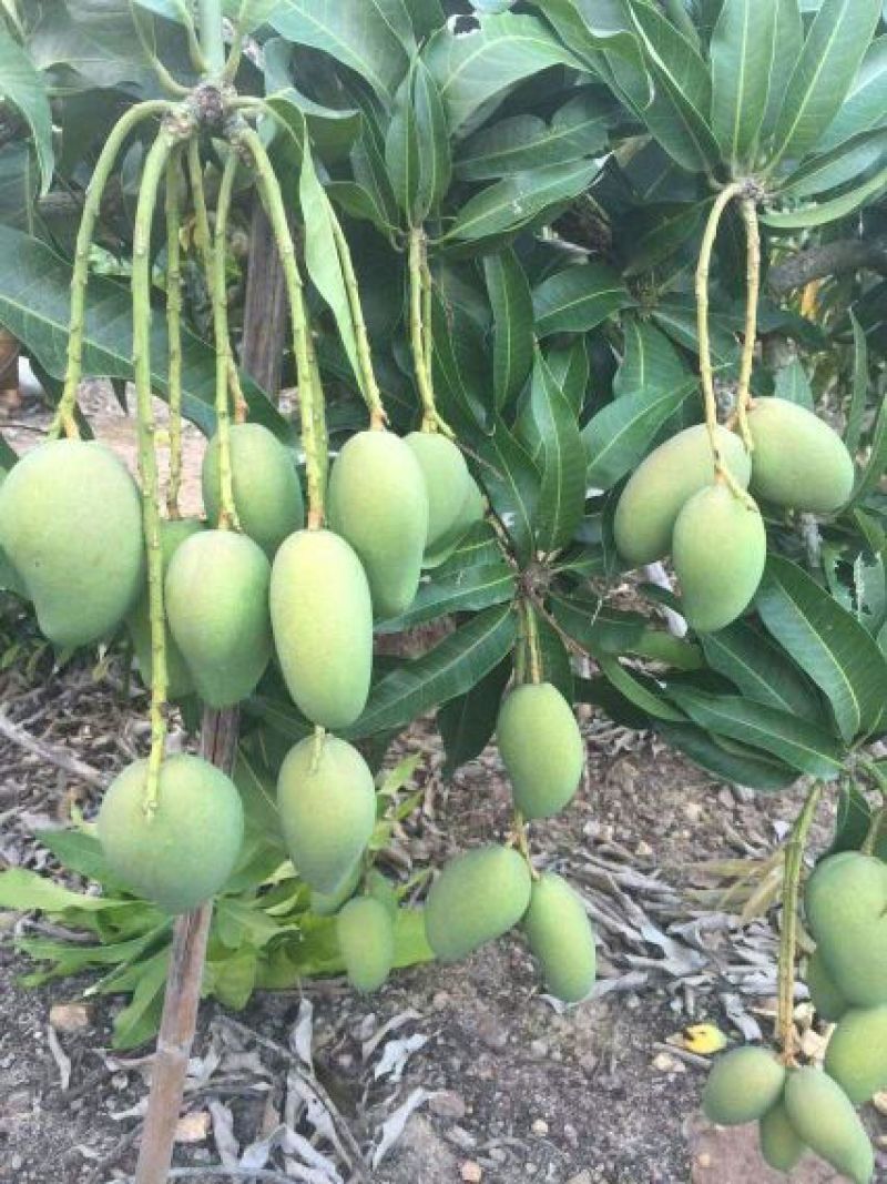 芒果树苗金煌芒果苗桂七芒果嫁接苗贵妃台农芒果树苗