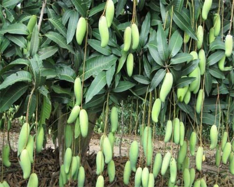 芒果树苗金煌芒果苗桂七芒果嫁接苗贵妃台农芒果树苗
