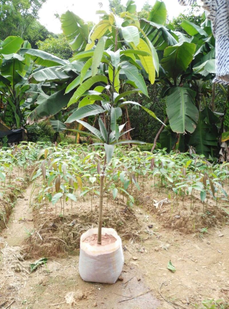 芒果树苗金煌芒果苗桂七芒果嫁接苗贵妃台农芒果树苗