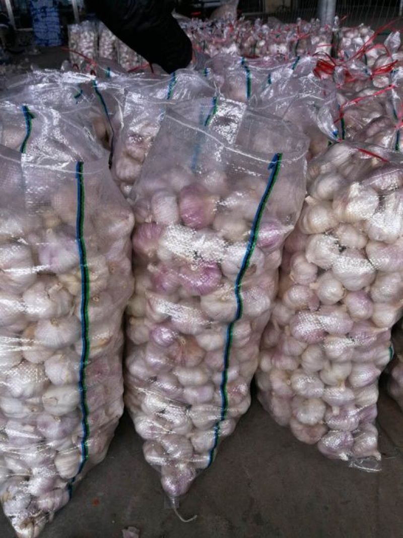 【精品】山东干大蒜金乡大蒜电商市场直供大量供应代发全国市场