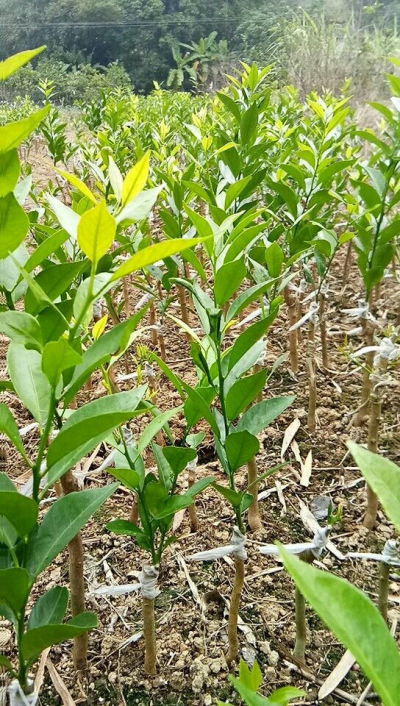 嫁接新会柑苗茶枝柑苗陈皮柑苗30~50cm