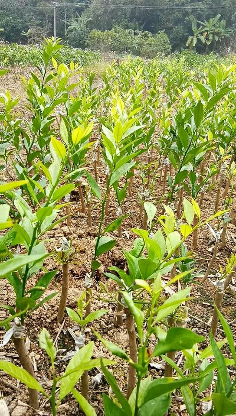 嫁接新会柑苗茶枝柑苗陈皮柑苗30~50cm