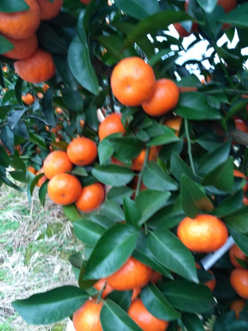 荔浦沙糖桔一级4~5cm