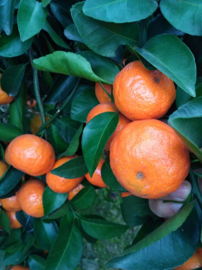 荔浦沙糖桔一级4~5cm