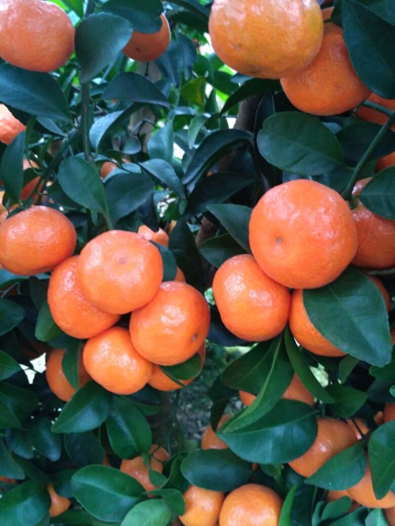 荔浦沙糖桔一级4~5cm