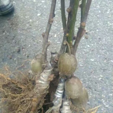 红阳猕猴桃嫁接苗徐香翠香猕猴桃苗金燕猕猴桃苗东红猕猴桃