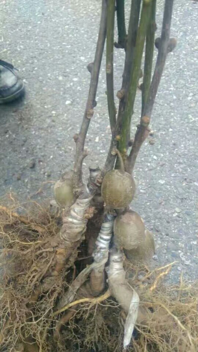 红阳猕猴桃嫁接苗徐香翠香猕猴桃苗金燕猕猴桃苗东红猕猴桃
