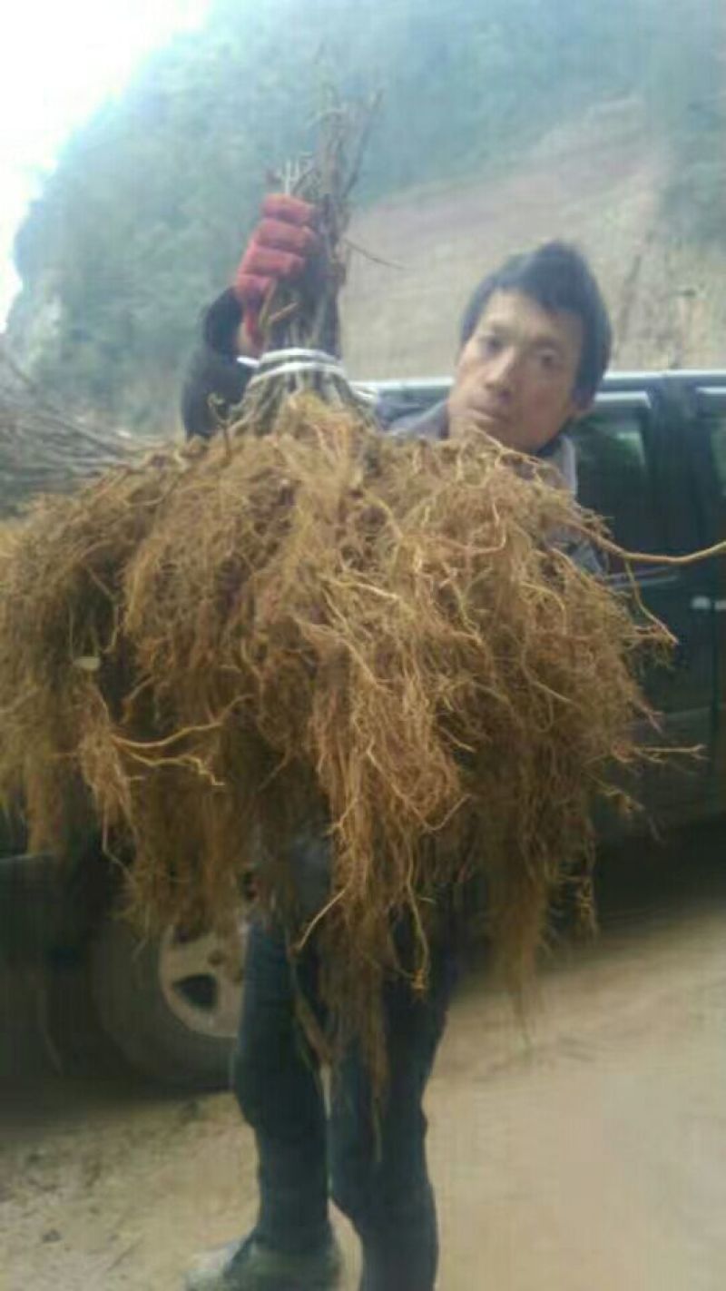 红阳猕猴桃嫁接苗徐香翠香猕猴桃苗金燕猕猴桃苗东红猕猴桃